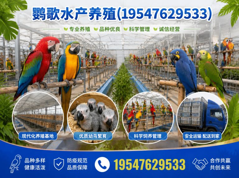 金堂县金刚鹦鹉展示图