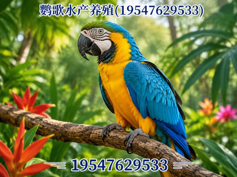 金堂县合规鹦鹉养殖展示图