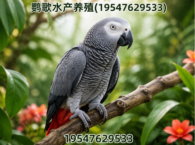 金堂县西南鹦鹉品牌展示图